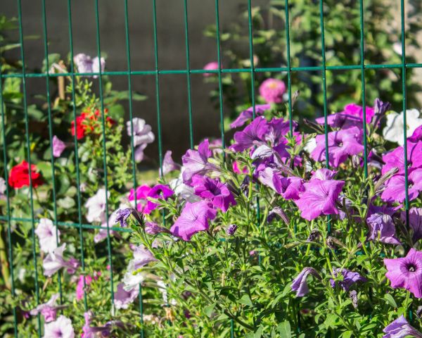 grillage pour plante grimpante vert avec fleurs colorées